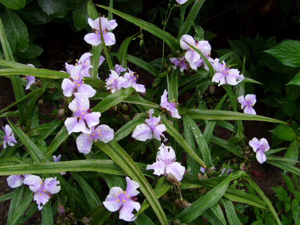 S73R5423.JPG