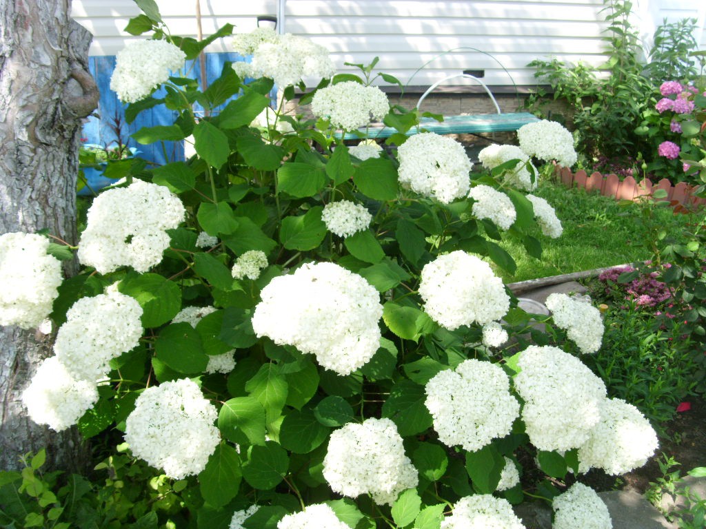 S73R5463.JPG
