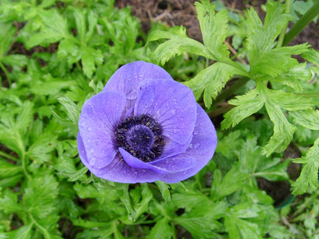 S73R5522.JPG