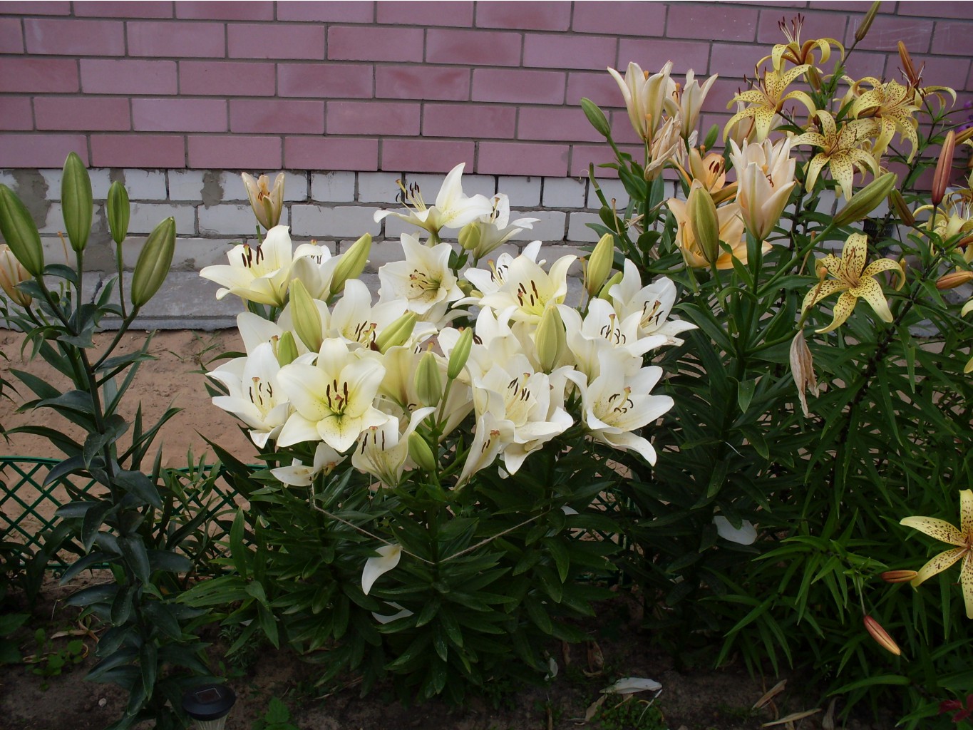SDC15665.JPG