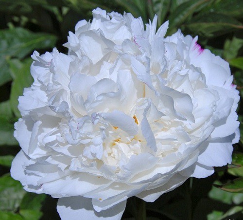 White Sarah Bernhardt - 10,14