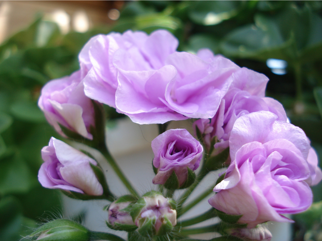 PAC Lilac Rose 1.JPG