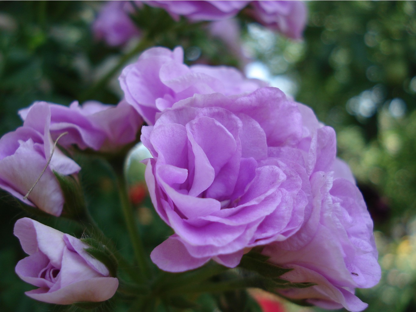 PAC Lilac Rose.JPG