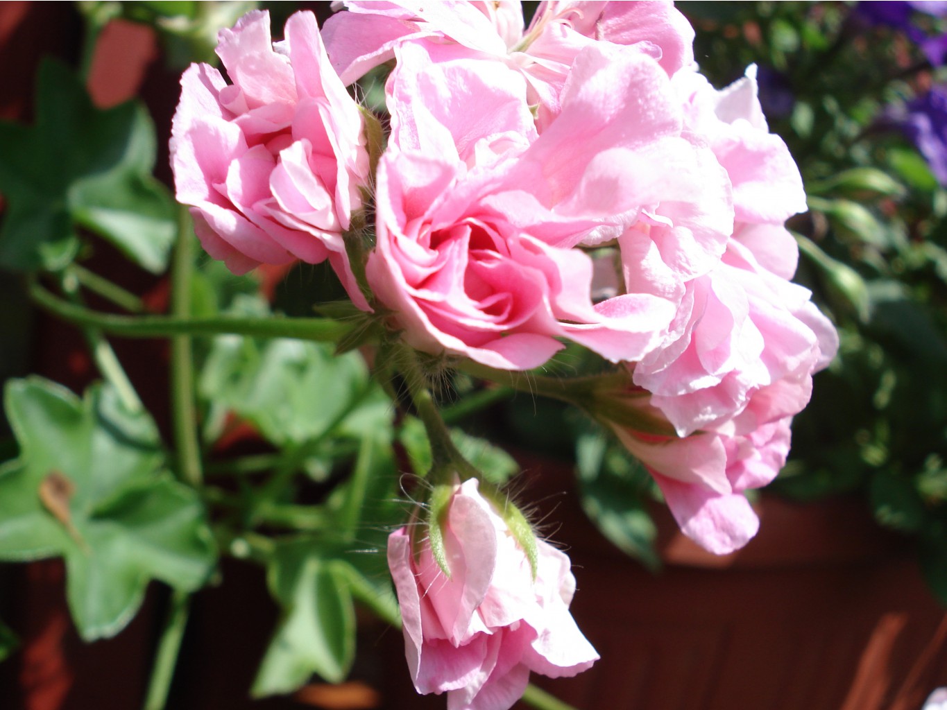 Pink Rosebud 2.JPG