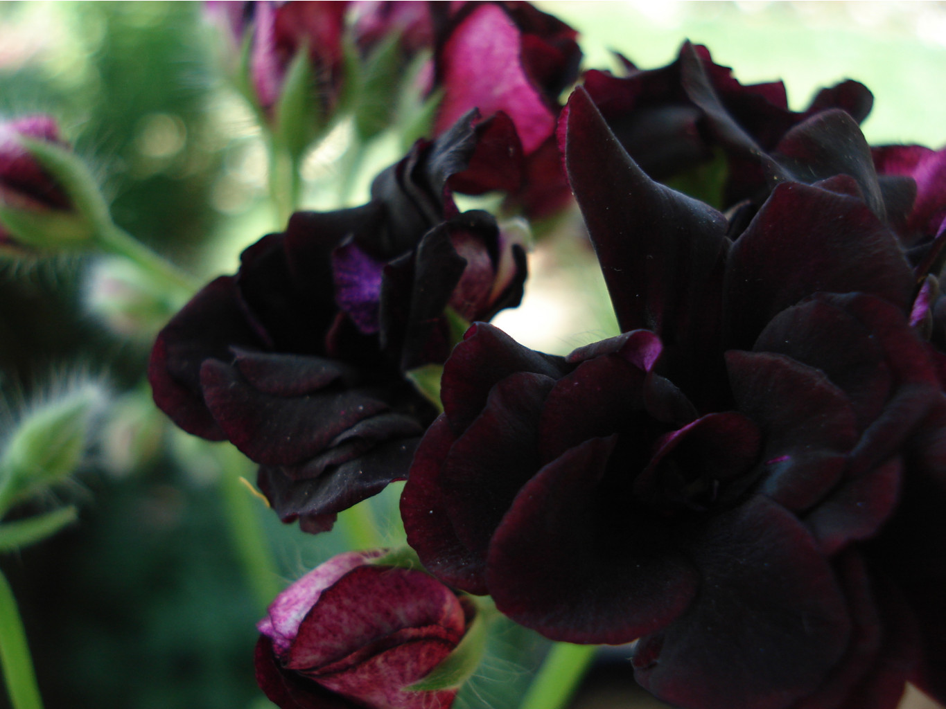 Royal Black Rose 3.JPG