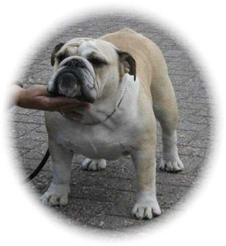 ANDORA OF THE TIVOLI BULLS
