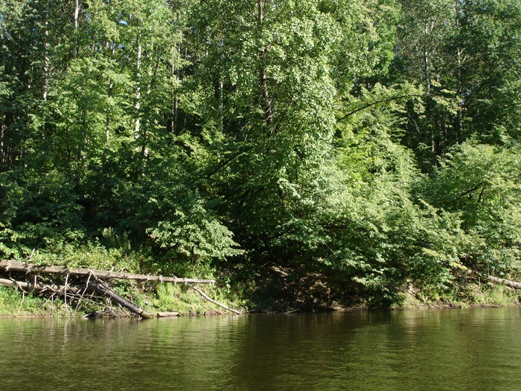 зелено 2