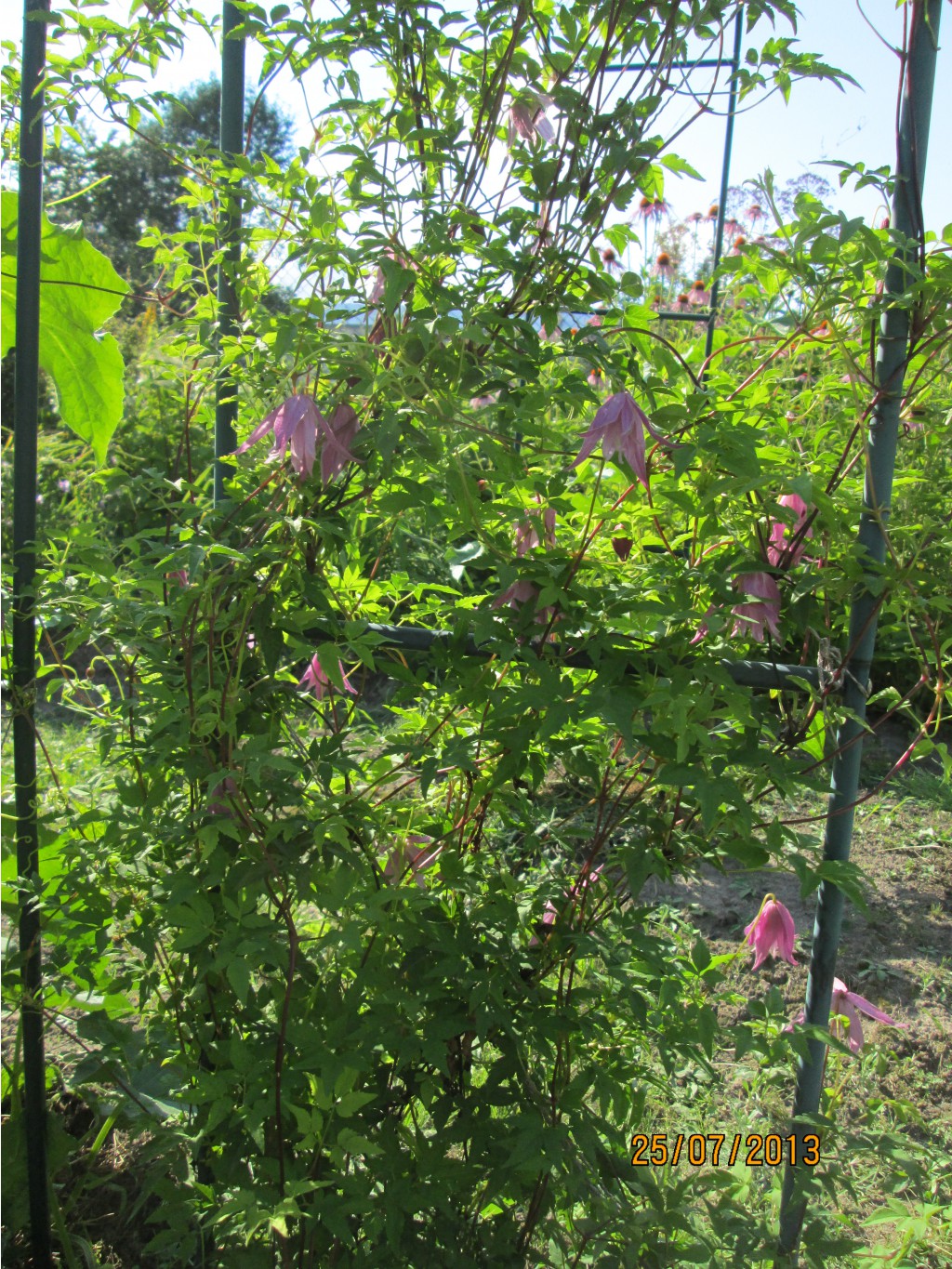 IMG_1373.JPG