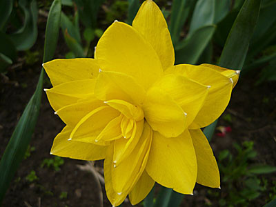 Narcis Golden Ducat19,0.jpg