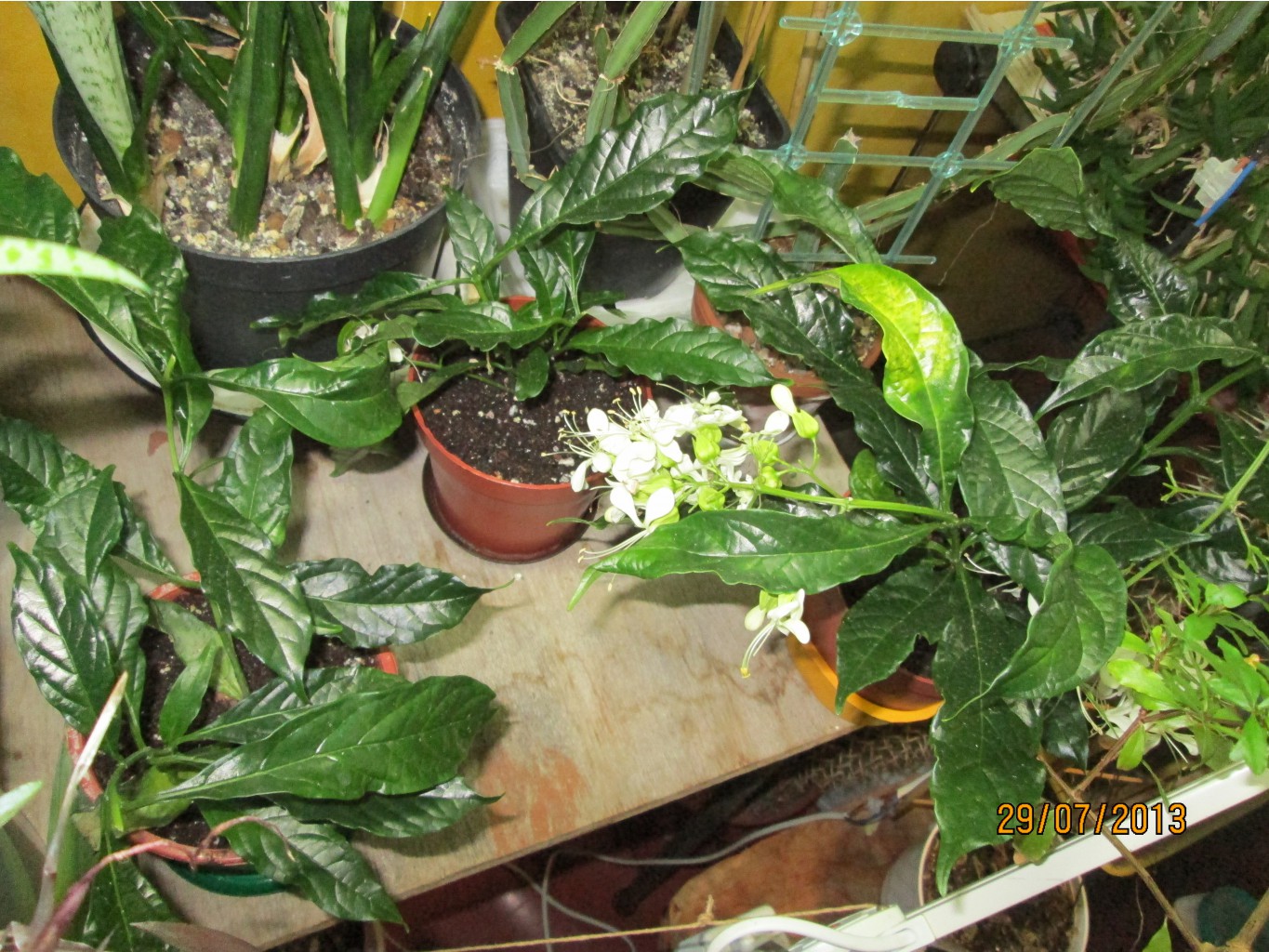 IMG_1383.JPG