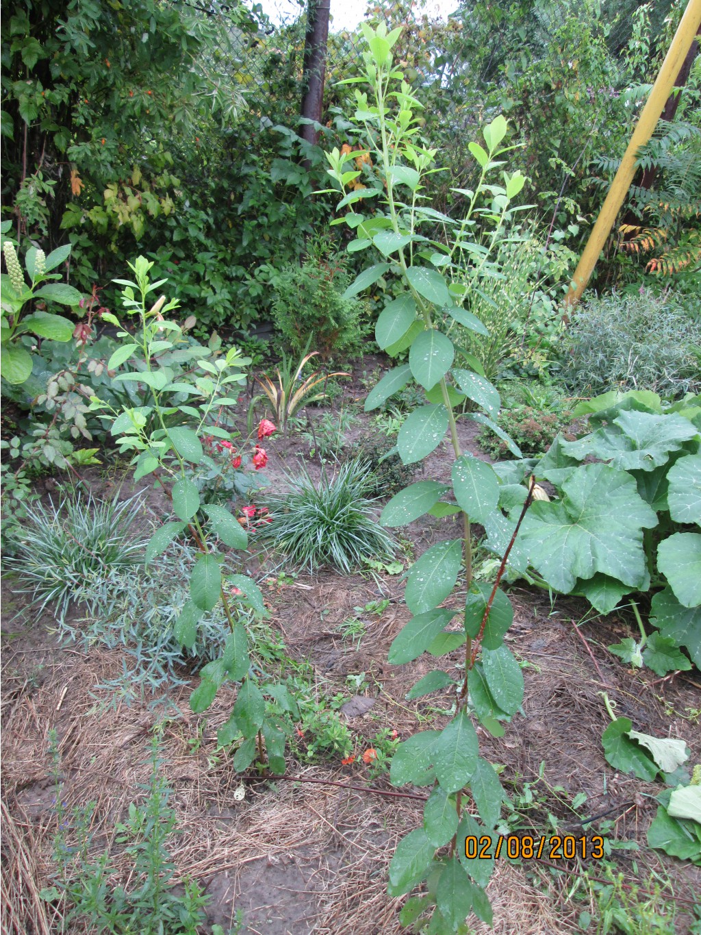 IMG_1394.JPG
