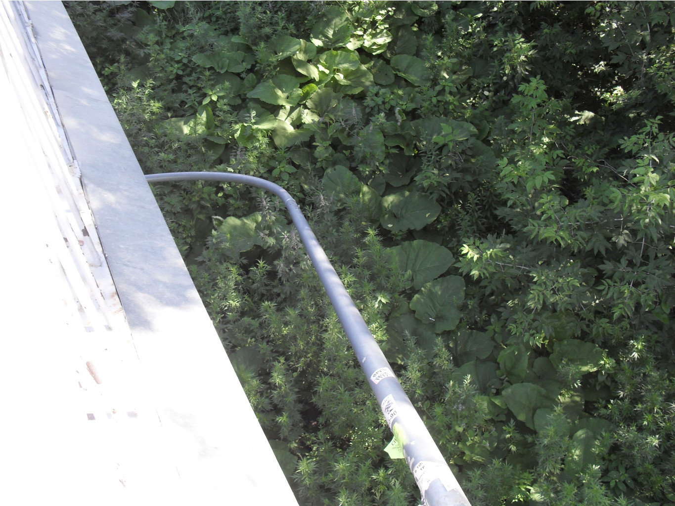 sdc15060.JPG