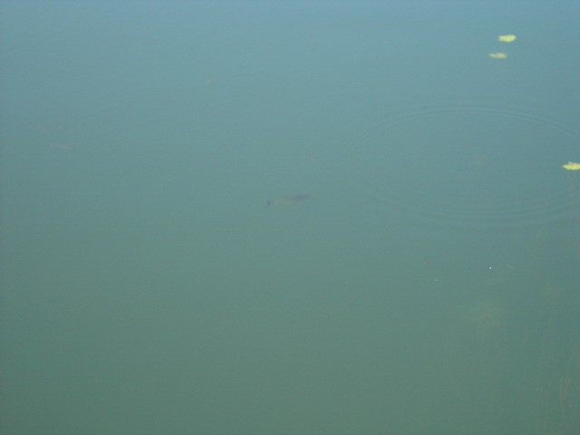 fish!