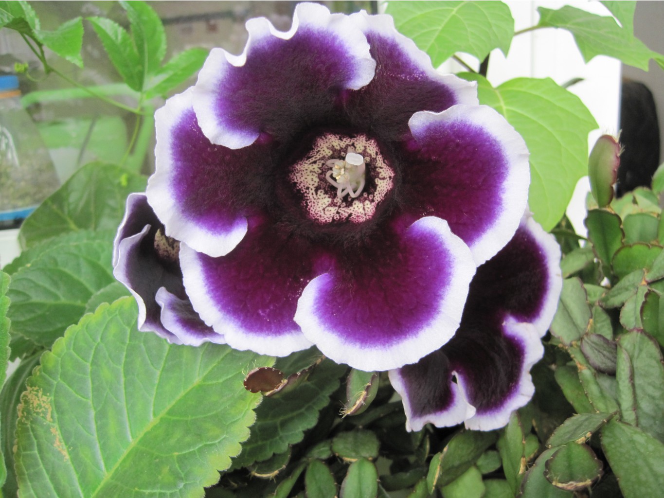 gloxinia 1