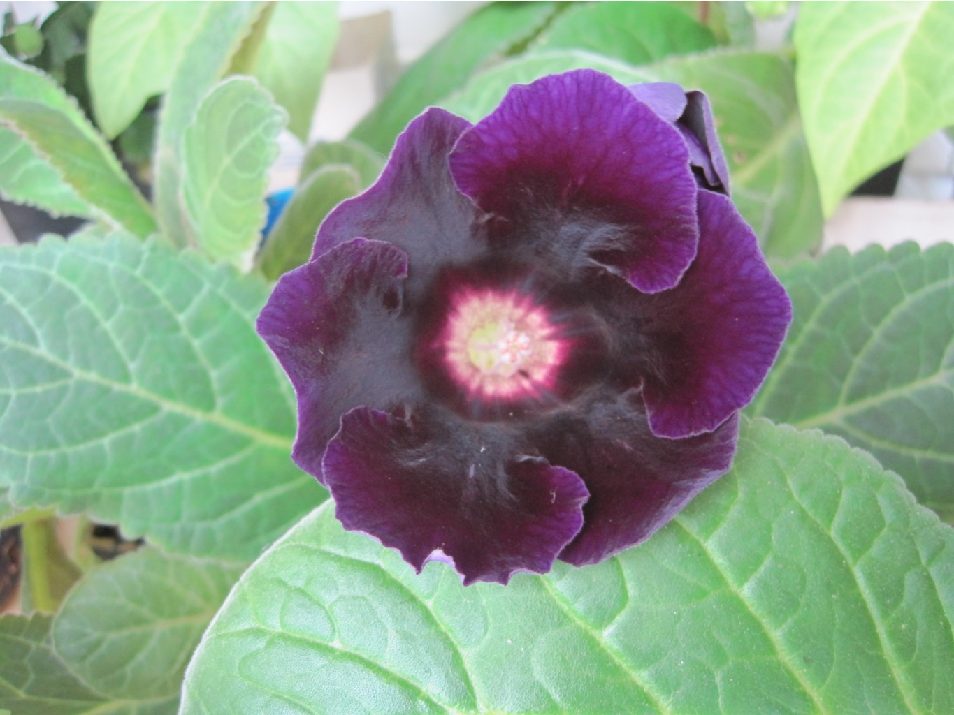 gloxinia 3