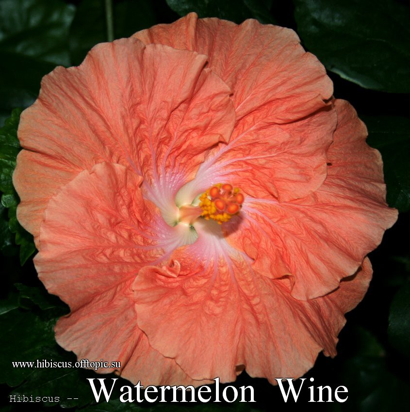 138 - Watermelon Wine.jpg