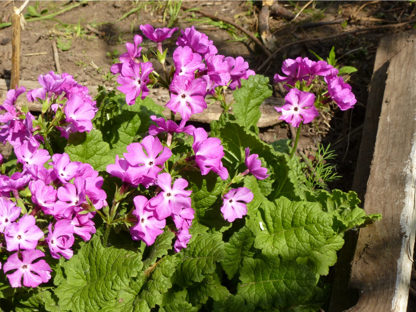 примула розовая,самая поздняя