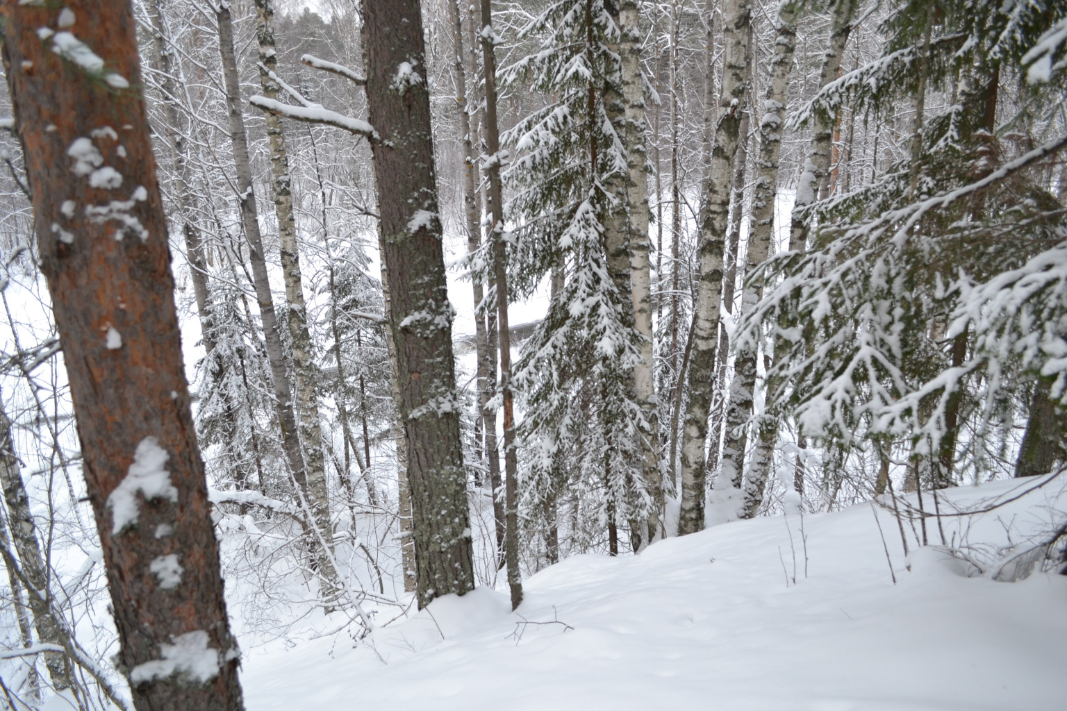 DSC_0264.JPG