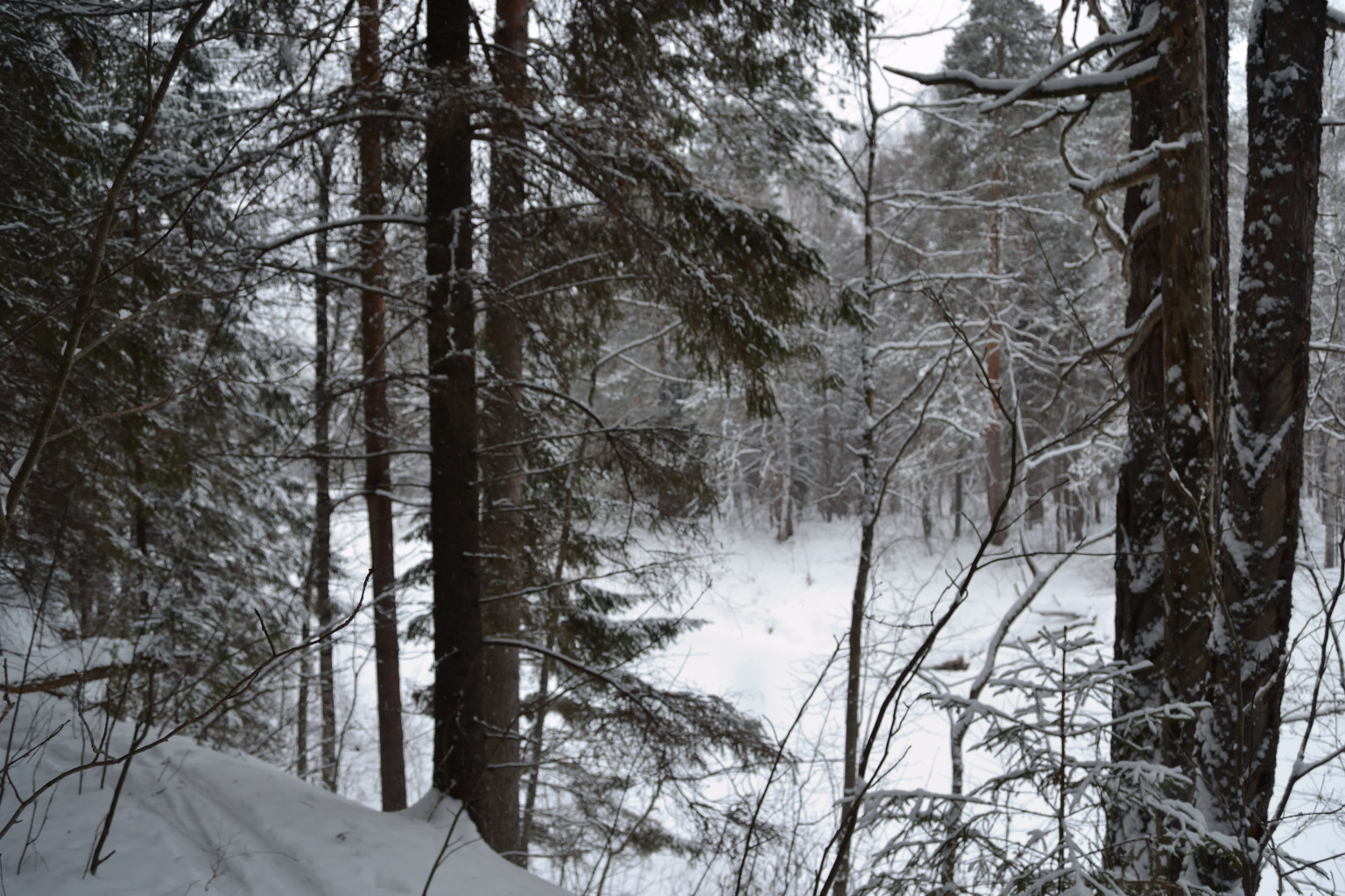 DSC_0270.JPG
