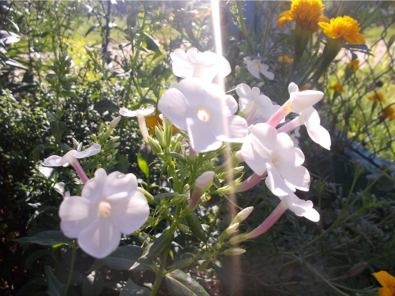 DSCN3113.JPG