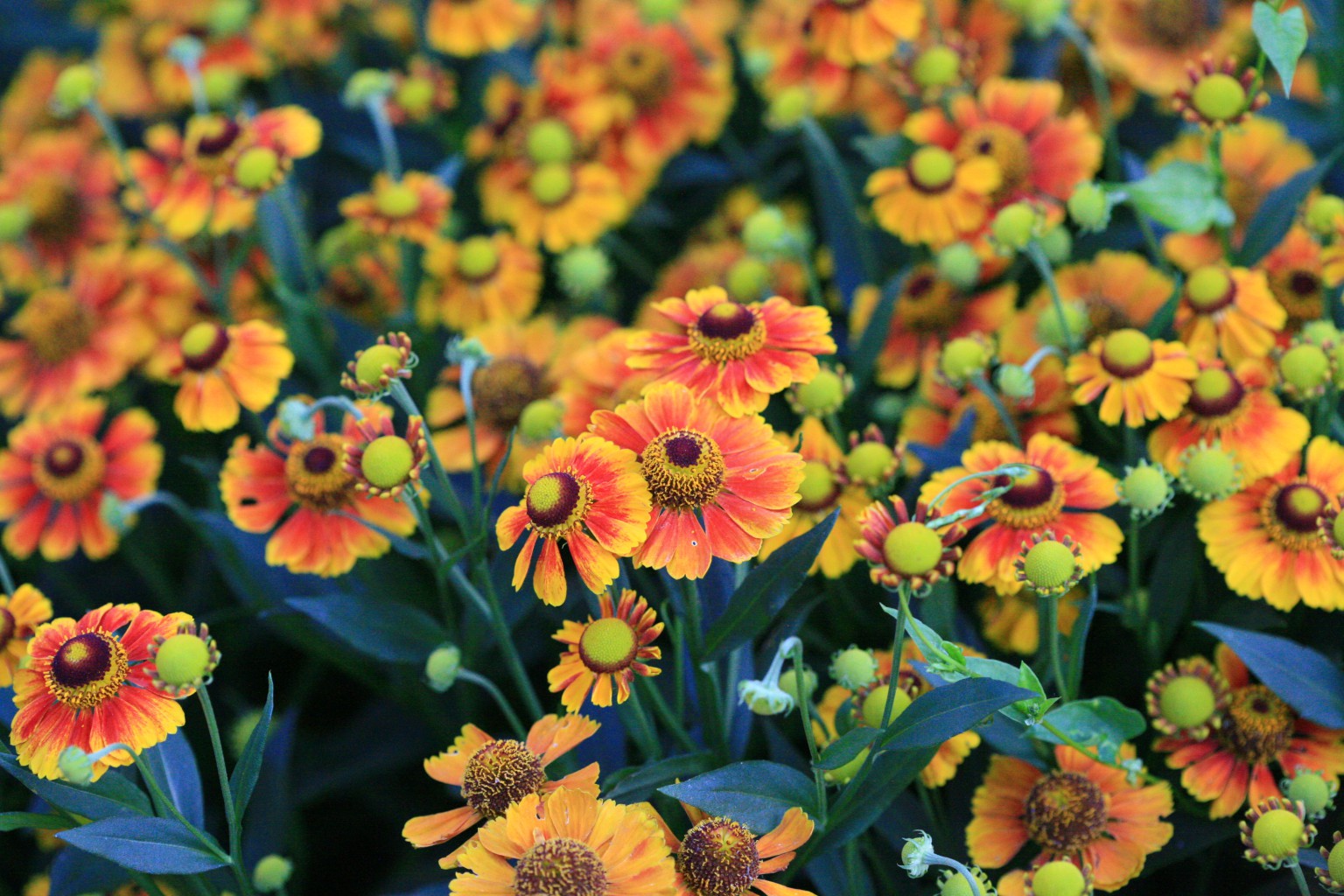  (Helenium)