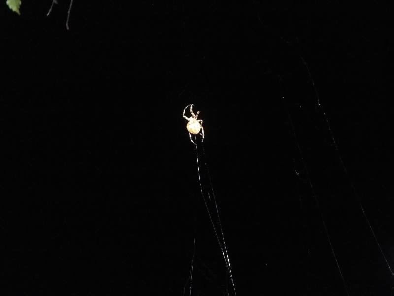 DSCF6416.JPG