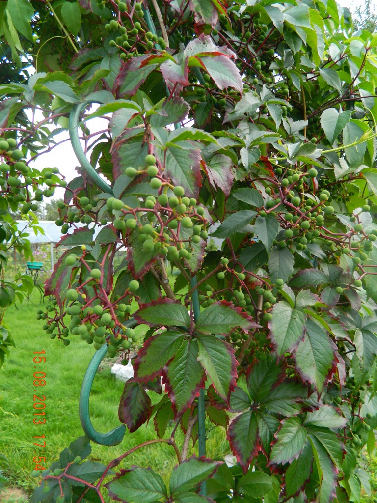 DSCN4146.JPG