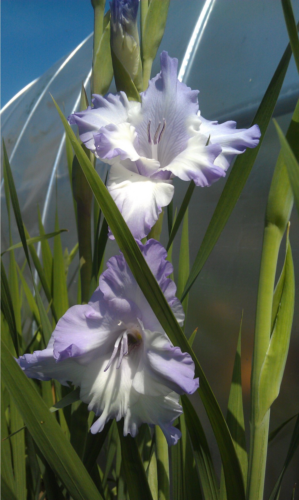 IMAG0698.jpg