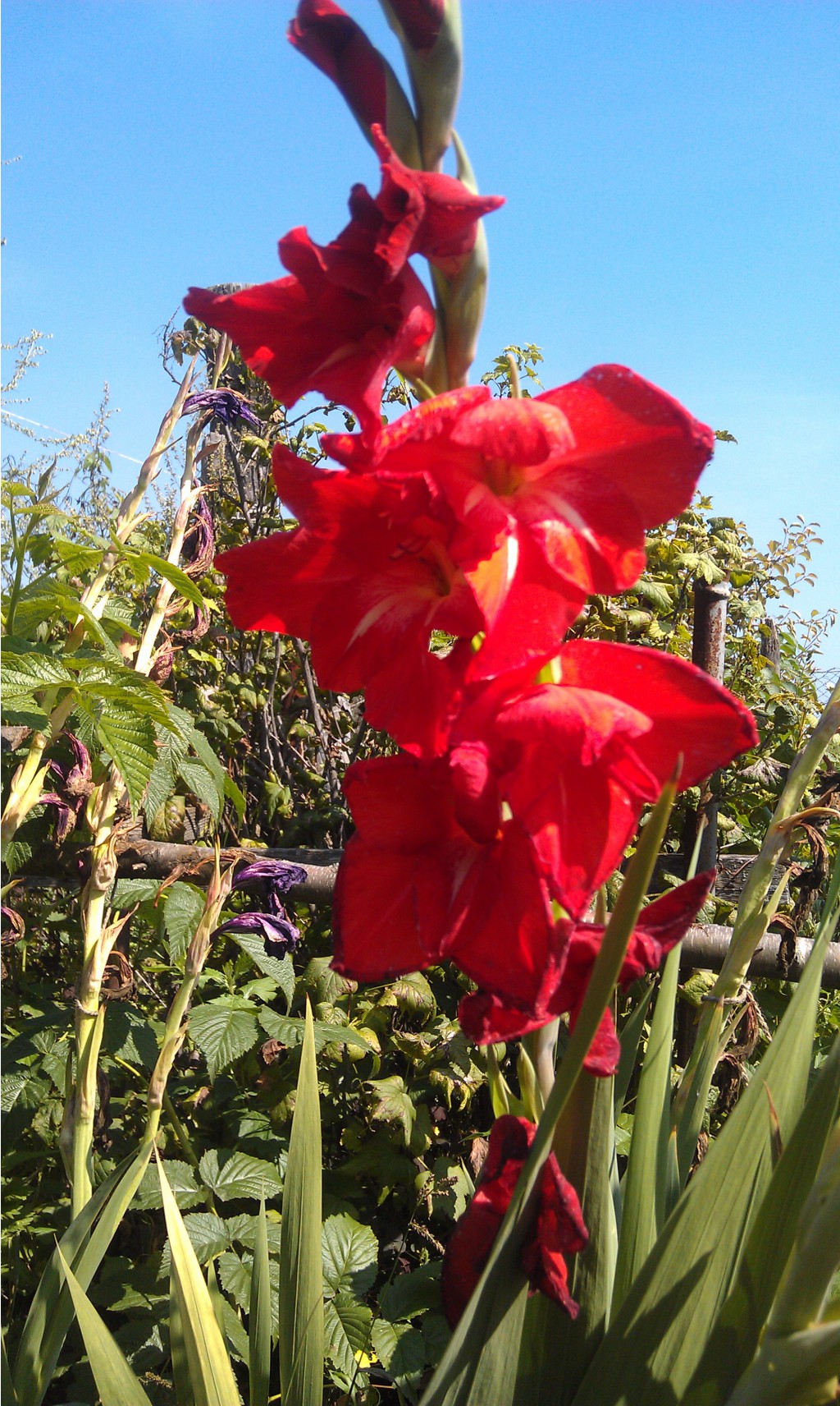 IMAG0702.jpg