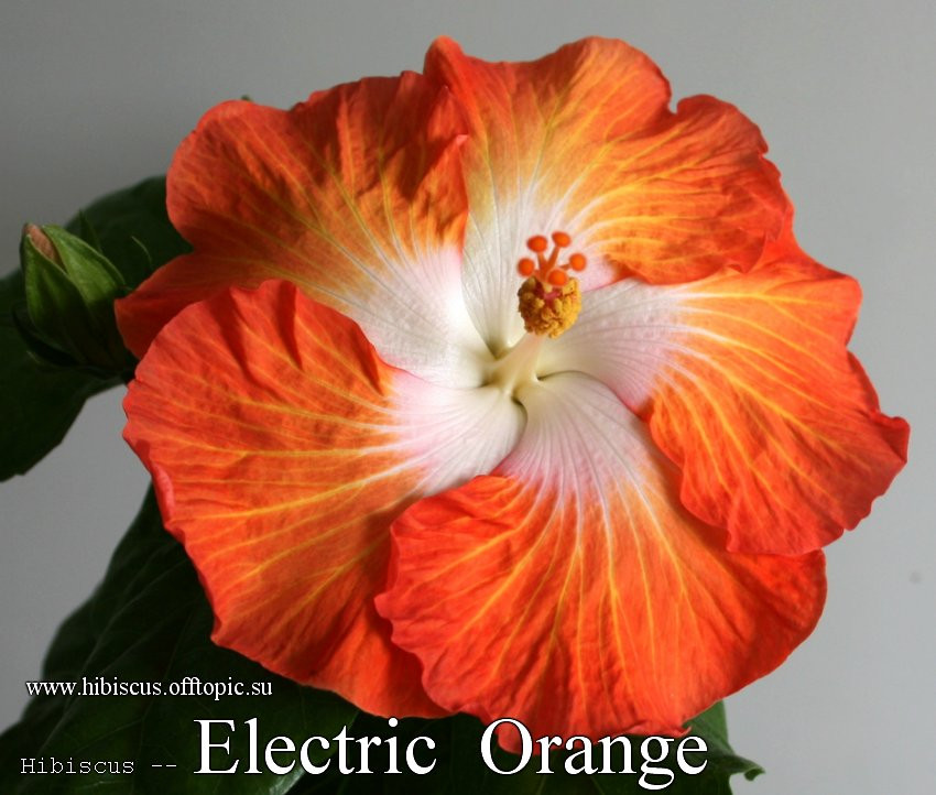 144 - Electric Orange.jpg