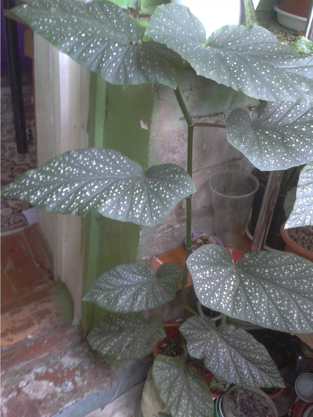 2013-08-24 14.12.35.jpg