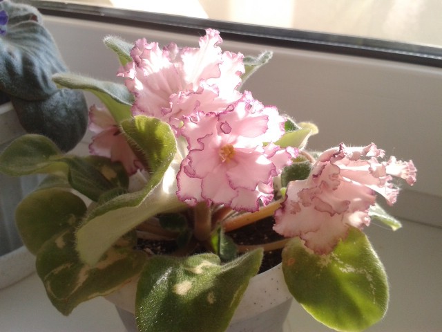 20130627_072040.jpg