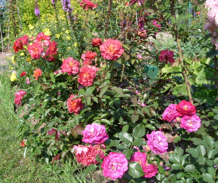 S73R6087.JPG