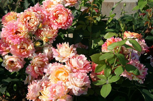 Rose des Cisterciens 9,86