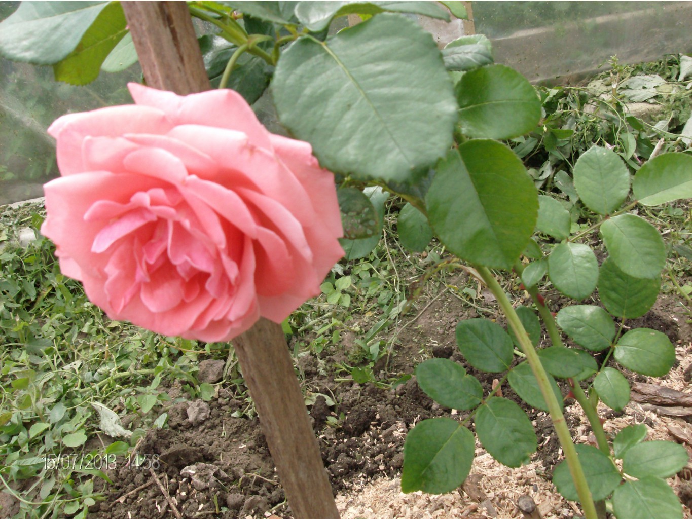 Лавиния 2.jpg