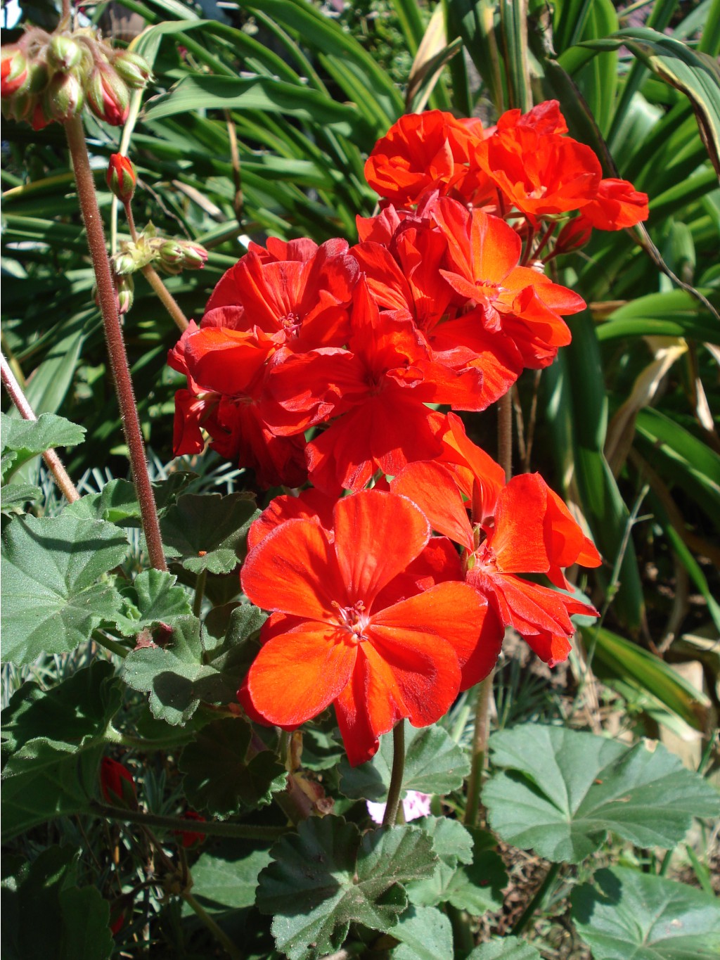 Deacon Mandarin