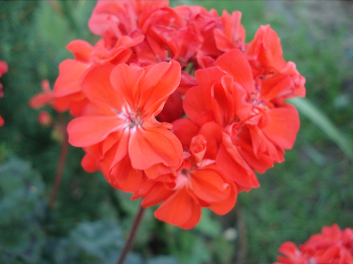 Sussex Gem (Gommer) 