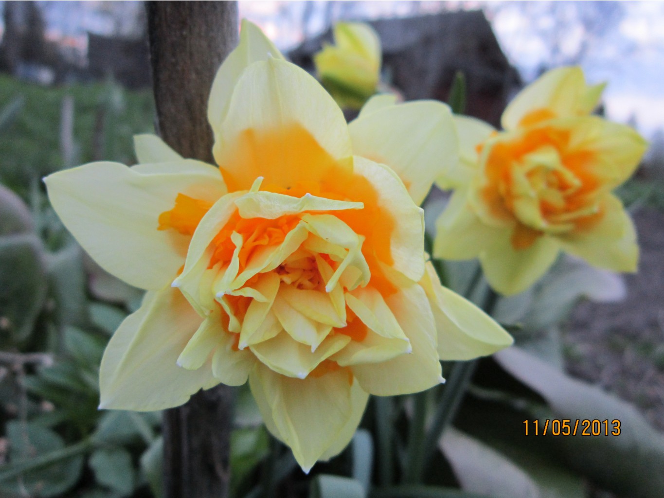 Narcissus tazetta \'Constantinopol\'