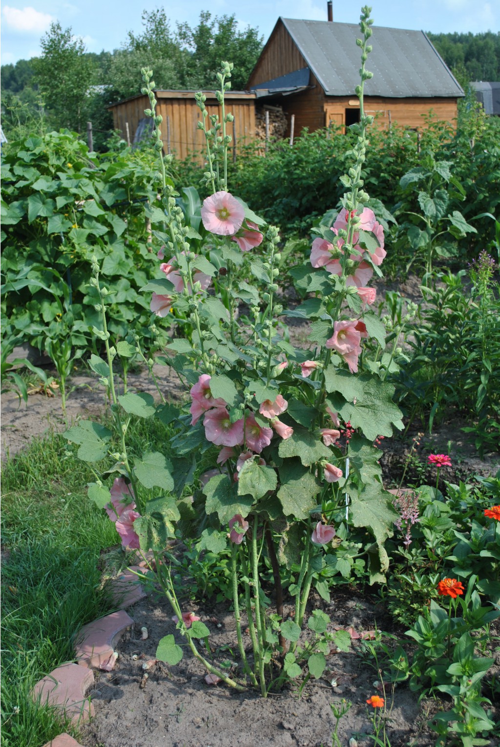 DSC_0441.jpg