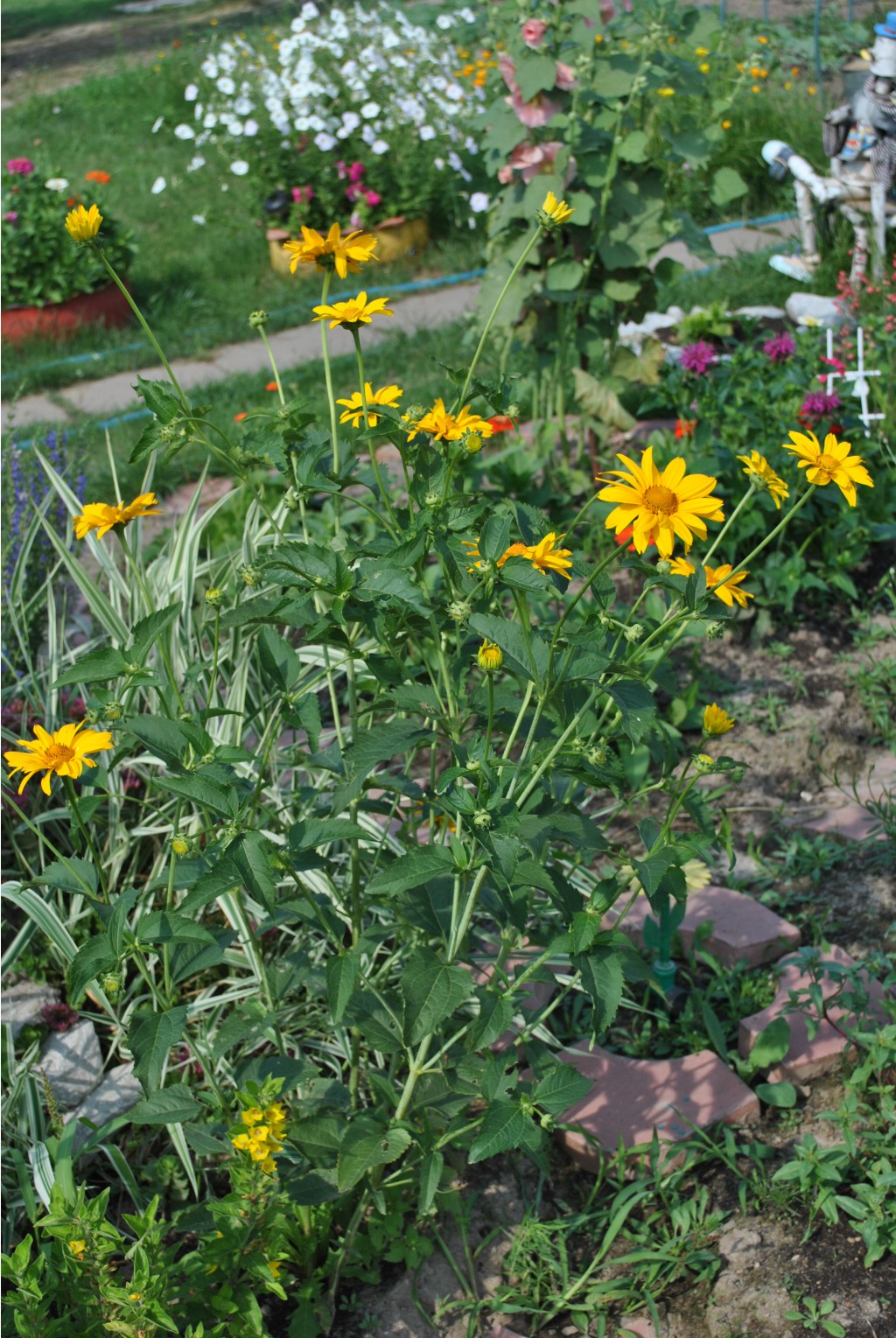 DSC_0436.jpg