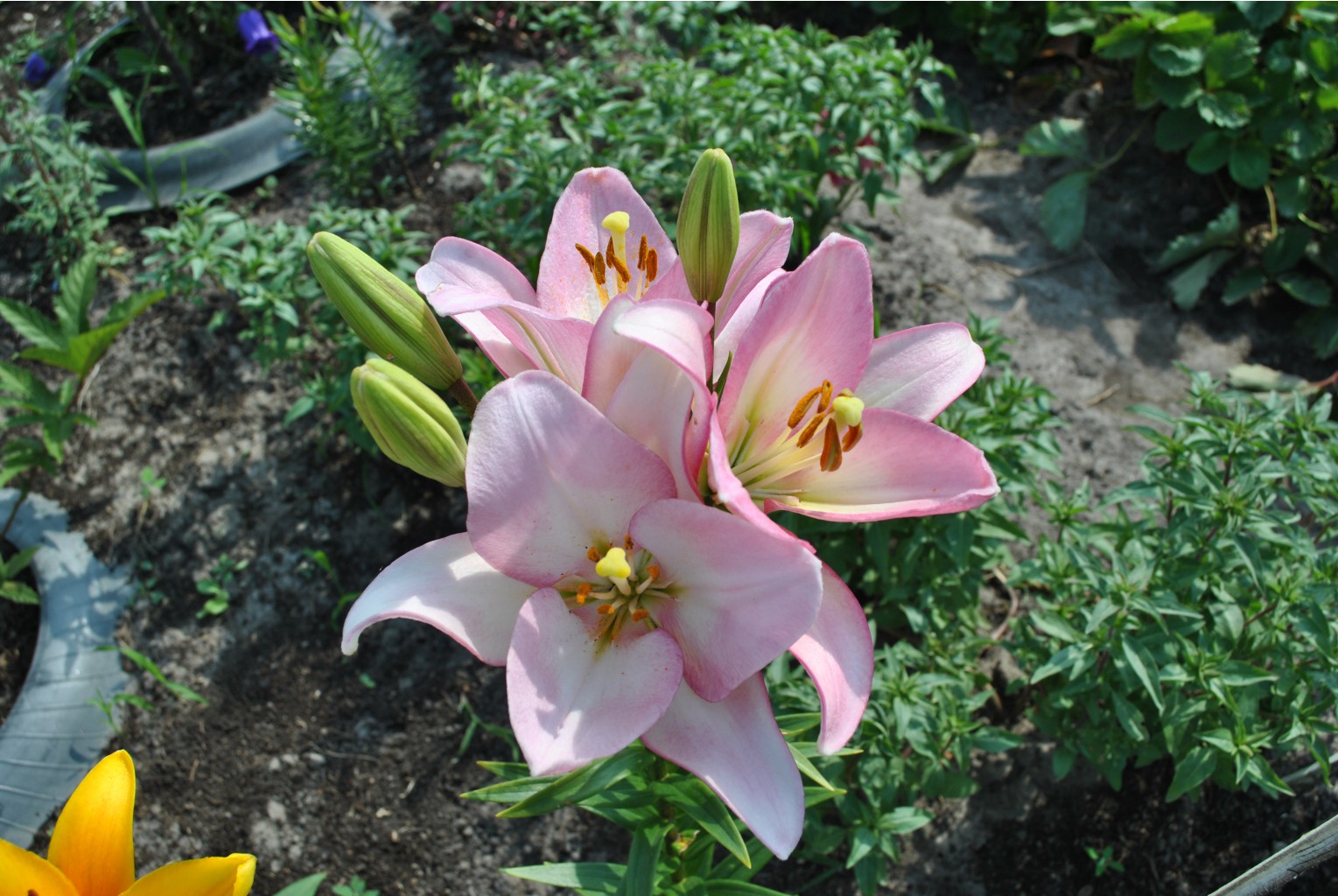 DSC_0446.JPG