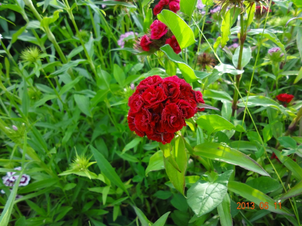 DSC02200.JPG