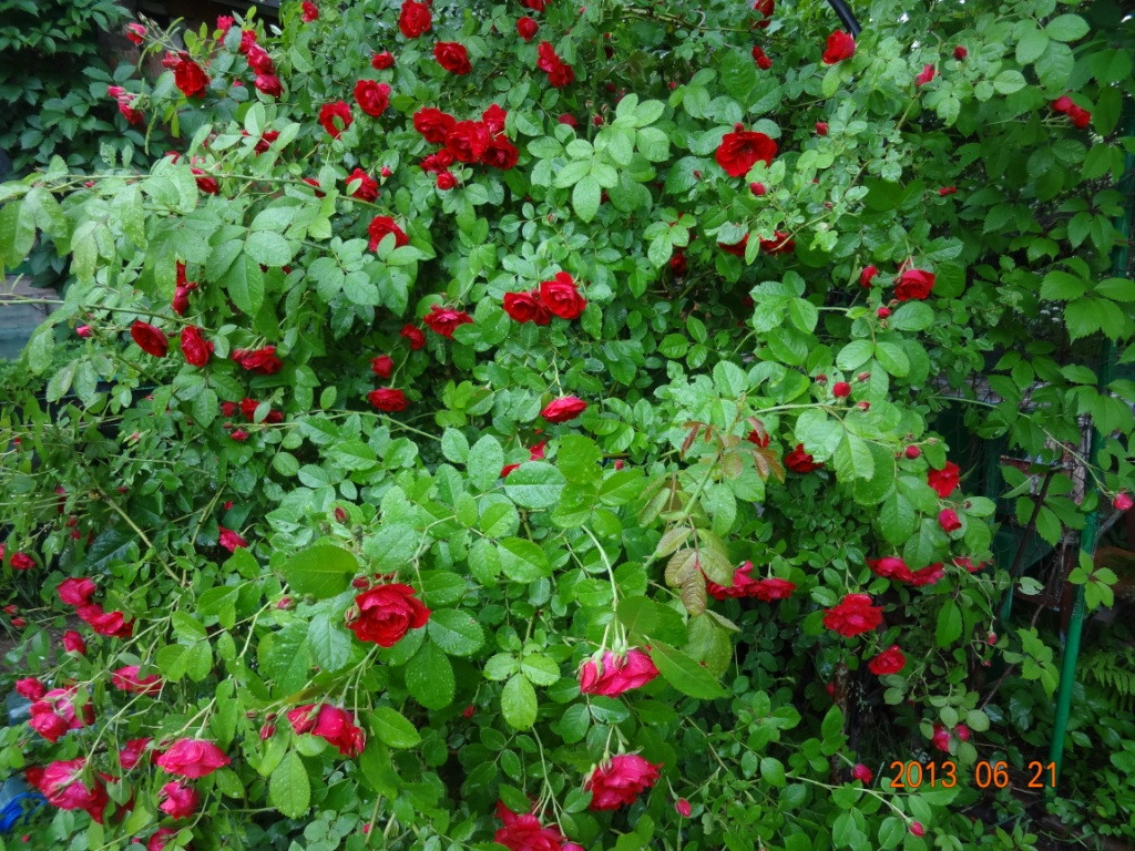 DSC02235.JPG