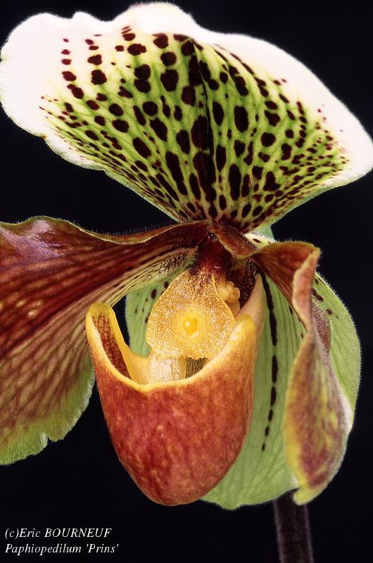 Paphiopedilum-_Prins_.jpg