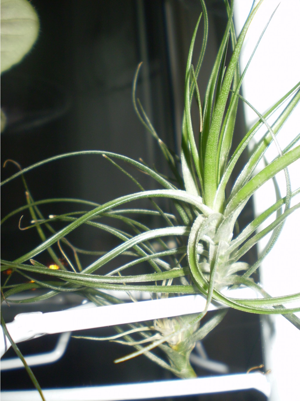 Tillandsia tenuifolia