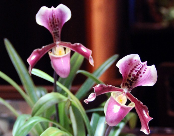 Paph. New Vietenryanum  \\\'River Valley Orchidworks\\\' 