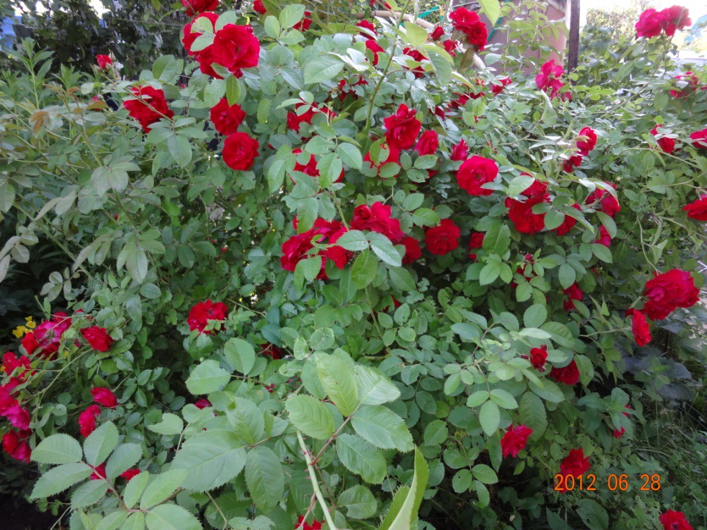 DSC00703.JPG