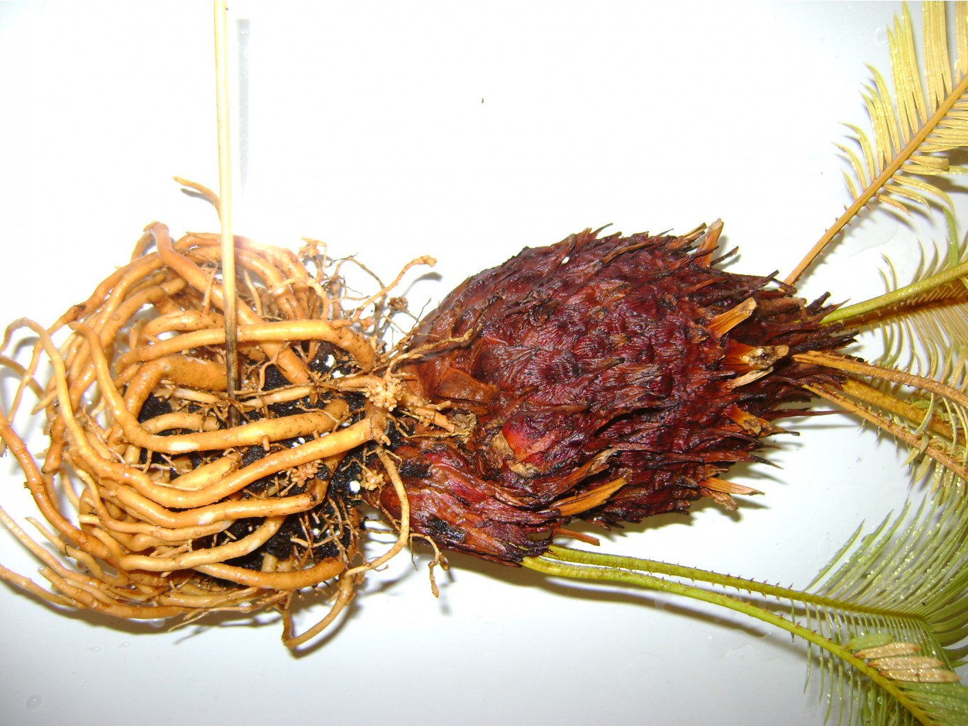 DSC07171.JPG