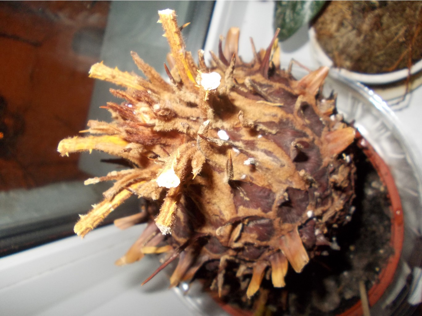 DSCN1423.JPG