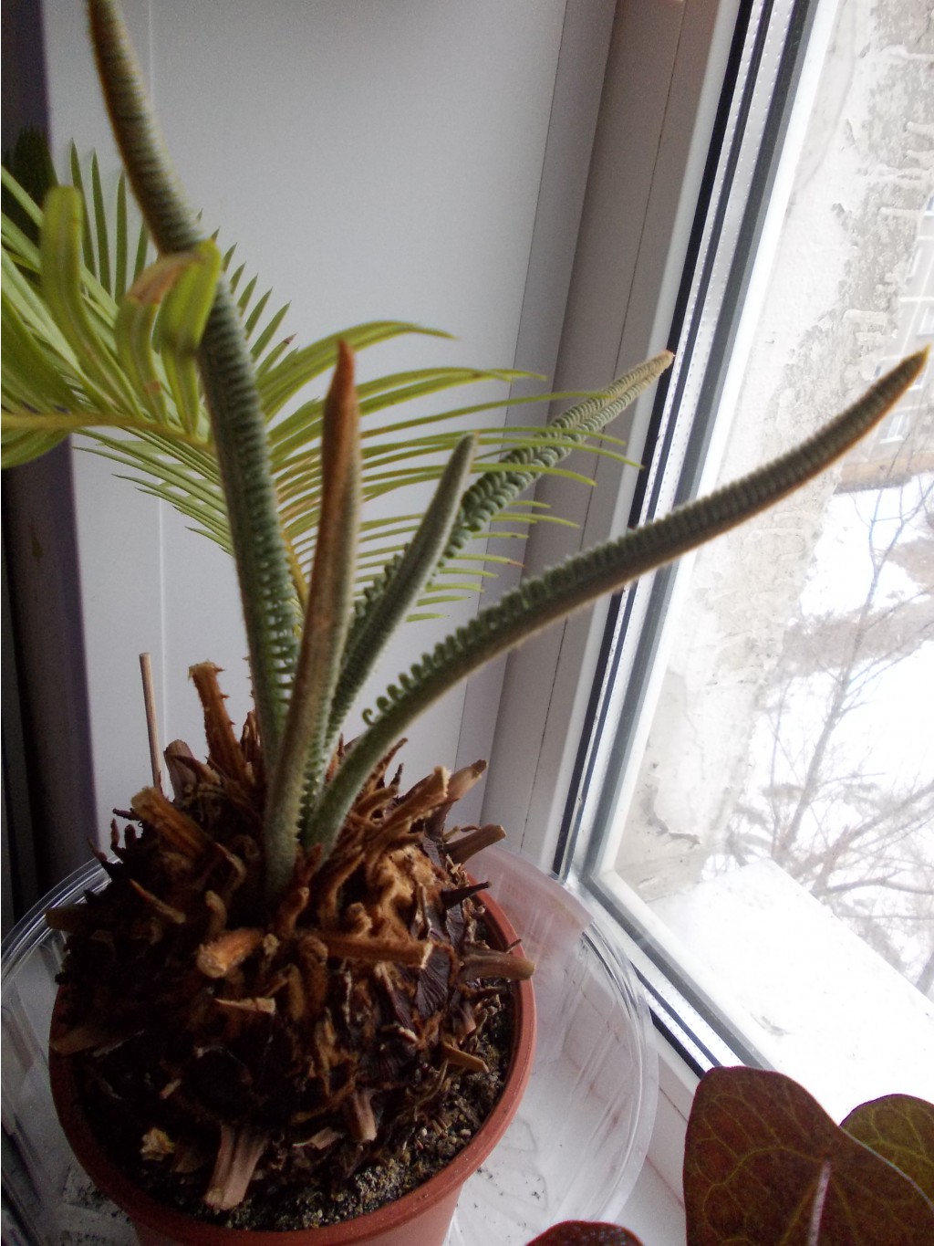 DSCN1463.JPG